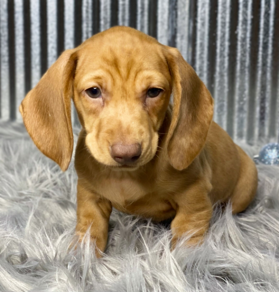 comprar cachorros sanos, baratos y asequibles para la venta